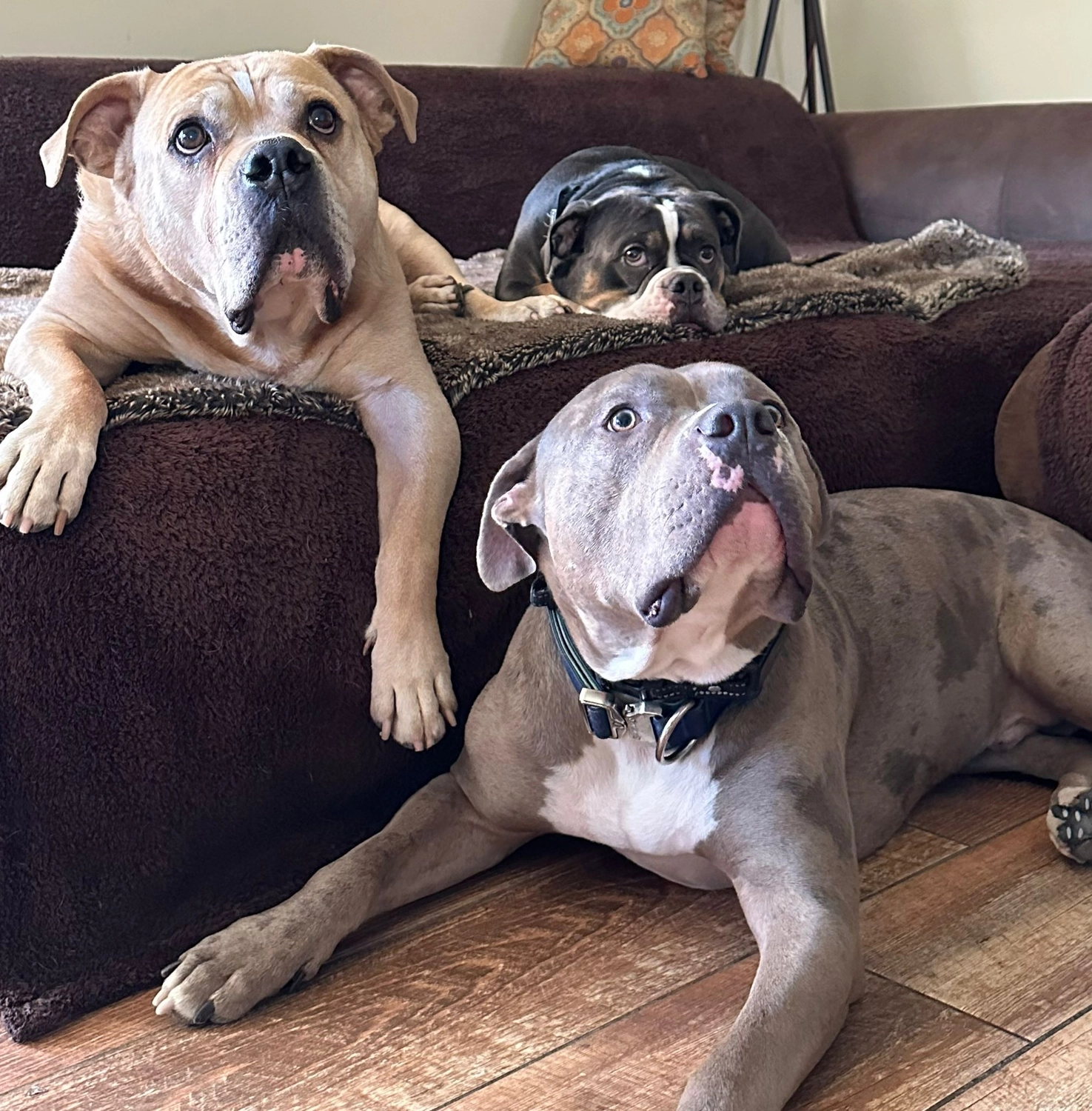 Pfotenfreundin - Hundesalon - Hunde
