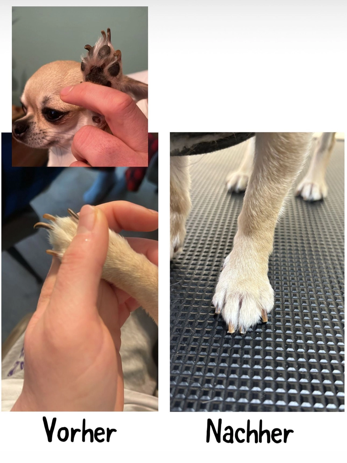 Pfotenfreundin - Hundesalon - Vorher- und Nachher-Bild der Pflege