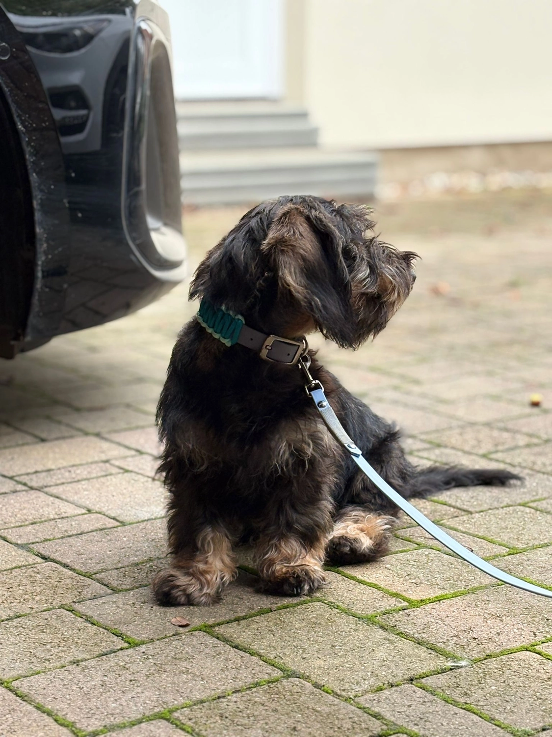 Pfotenfreundin - Hundesalon - Hund