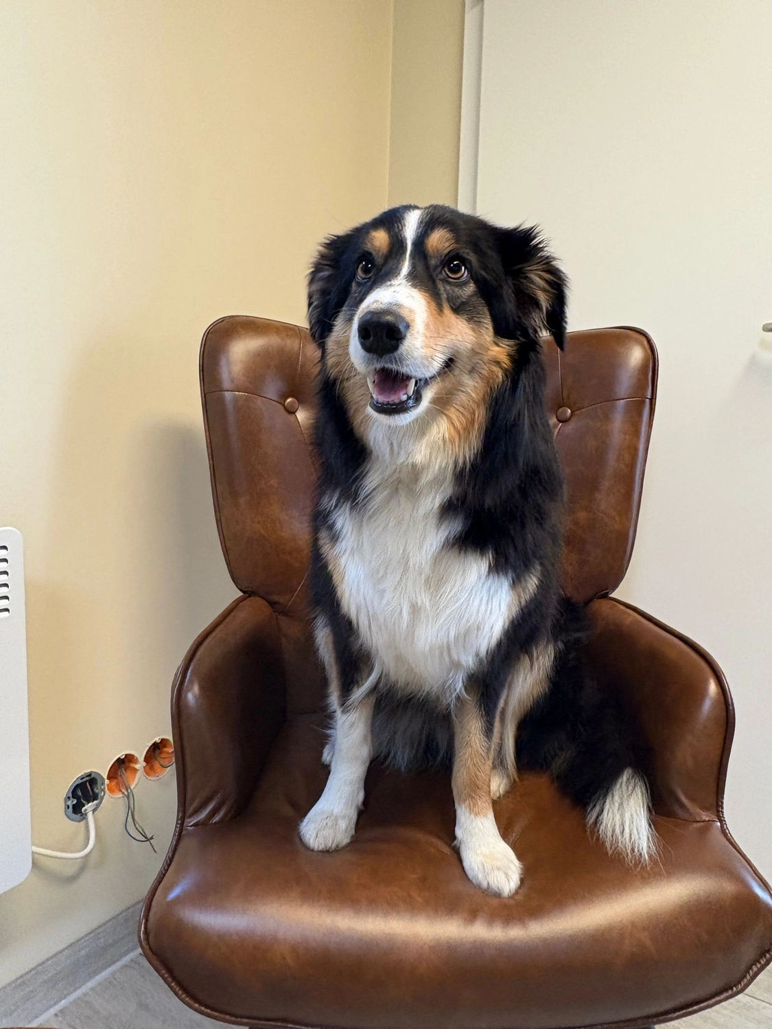 Pfotenfreundin - Hundesalon - Hund