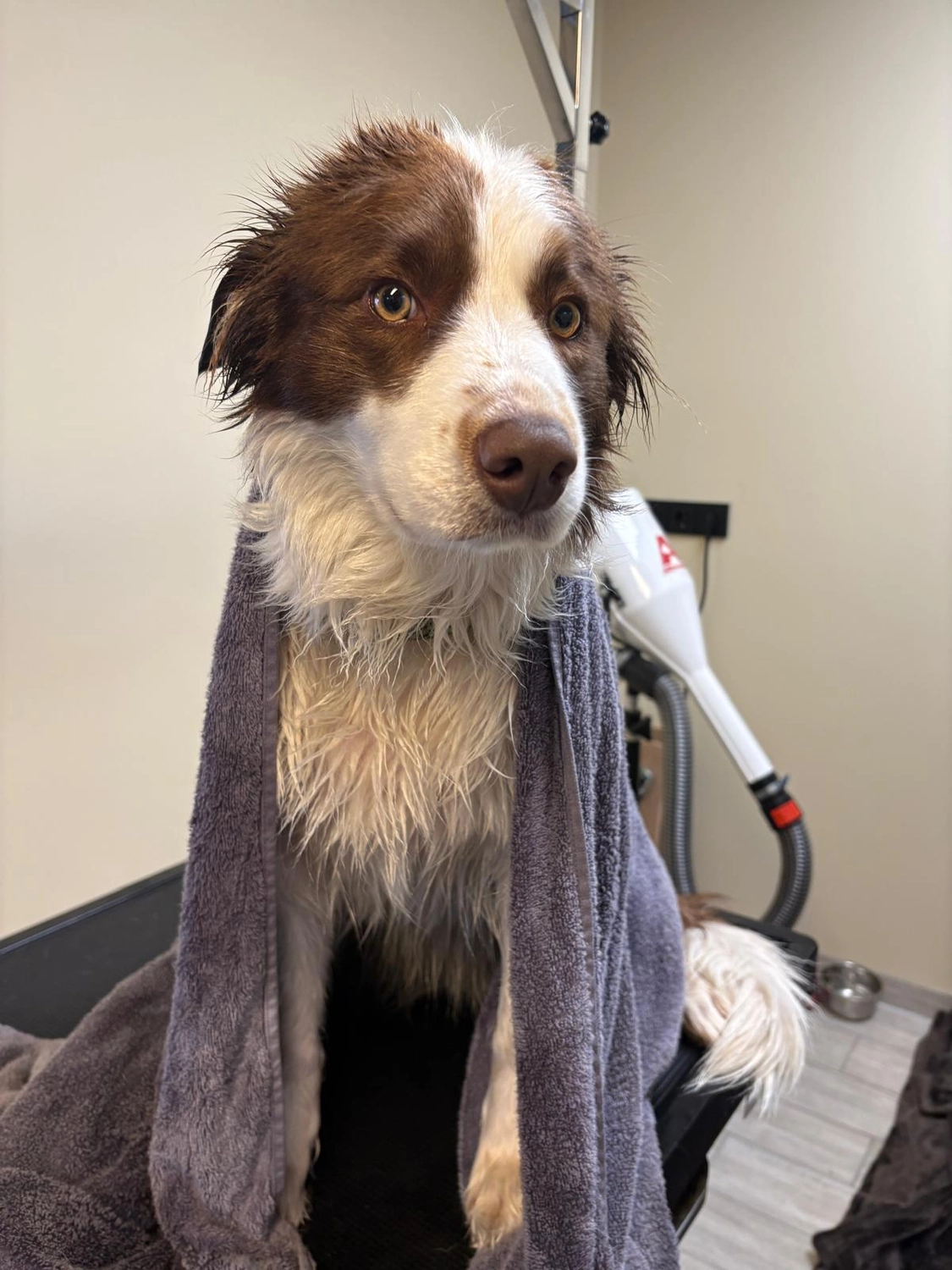 Pfotenfreundin - Hundesalon - Hund