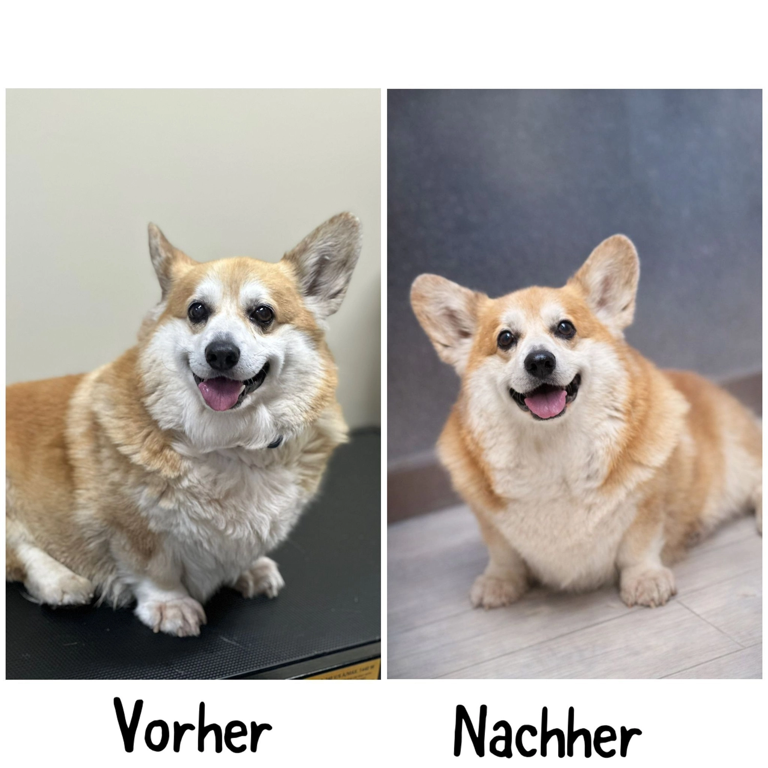 Pfotenfreundin - Hundesalon - Vorher- und Nachher-Bild der Pflege
