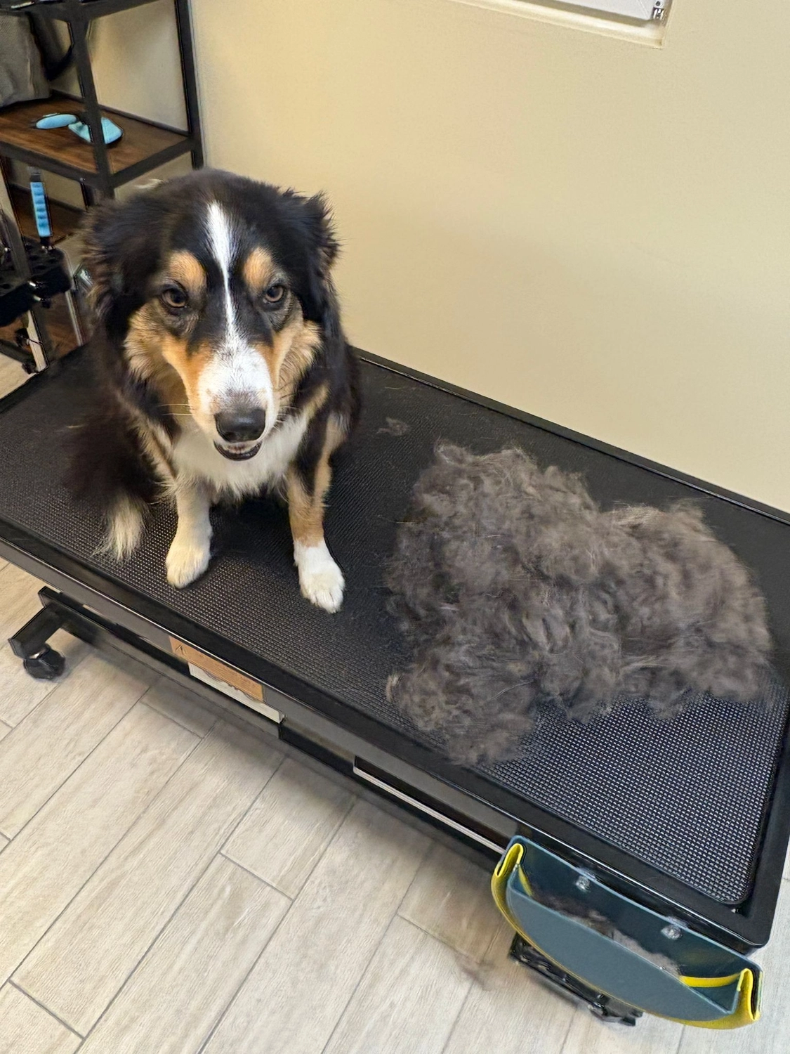 Pfotenfreundin - Hundesalon - Hund
