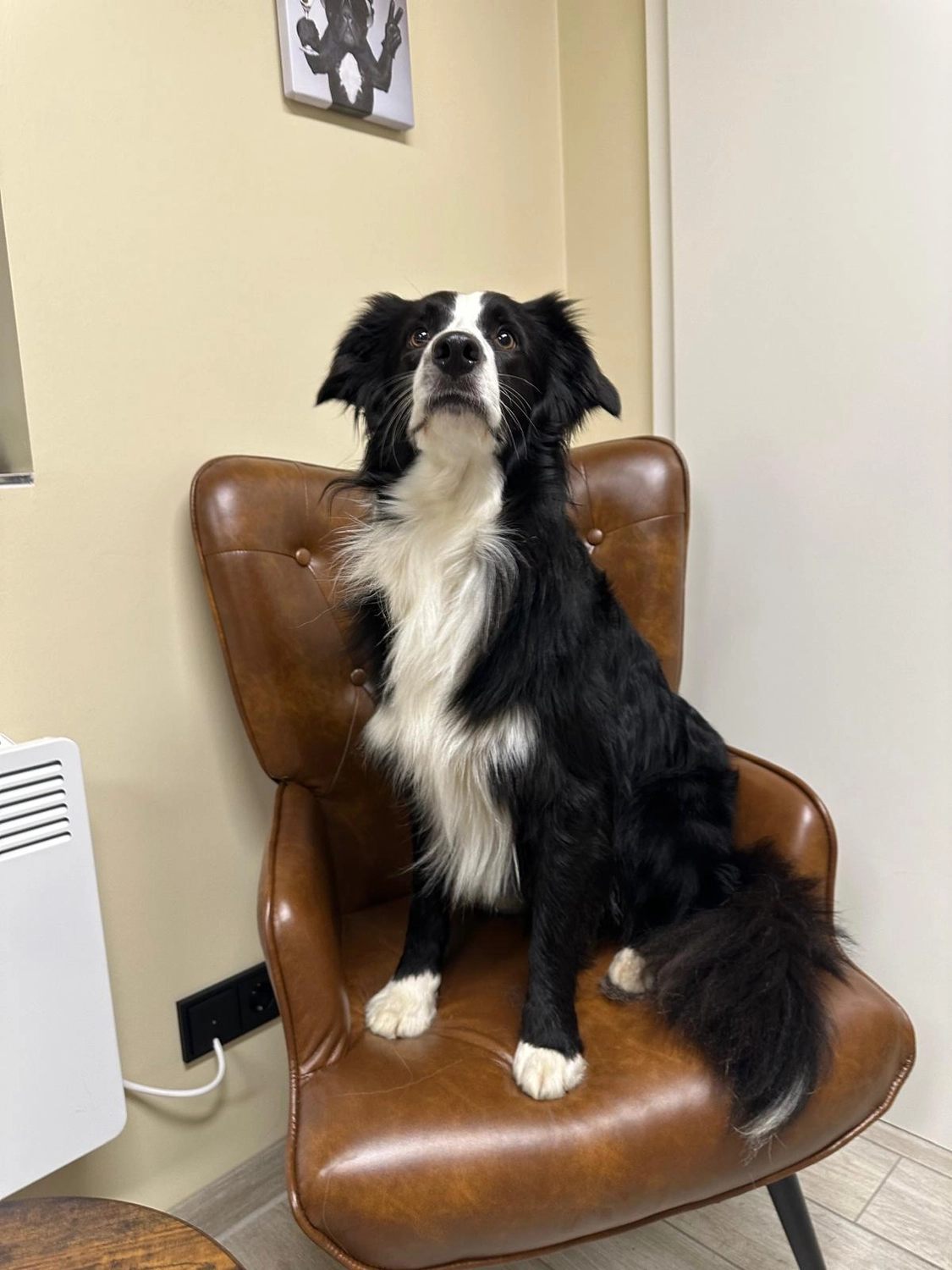 Pfotenfreundin - Hundesalon - Hund