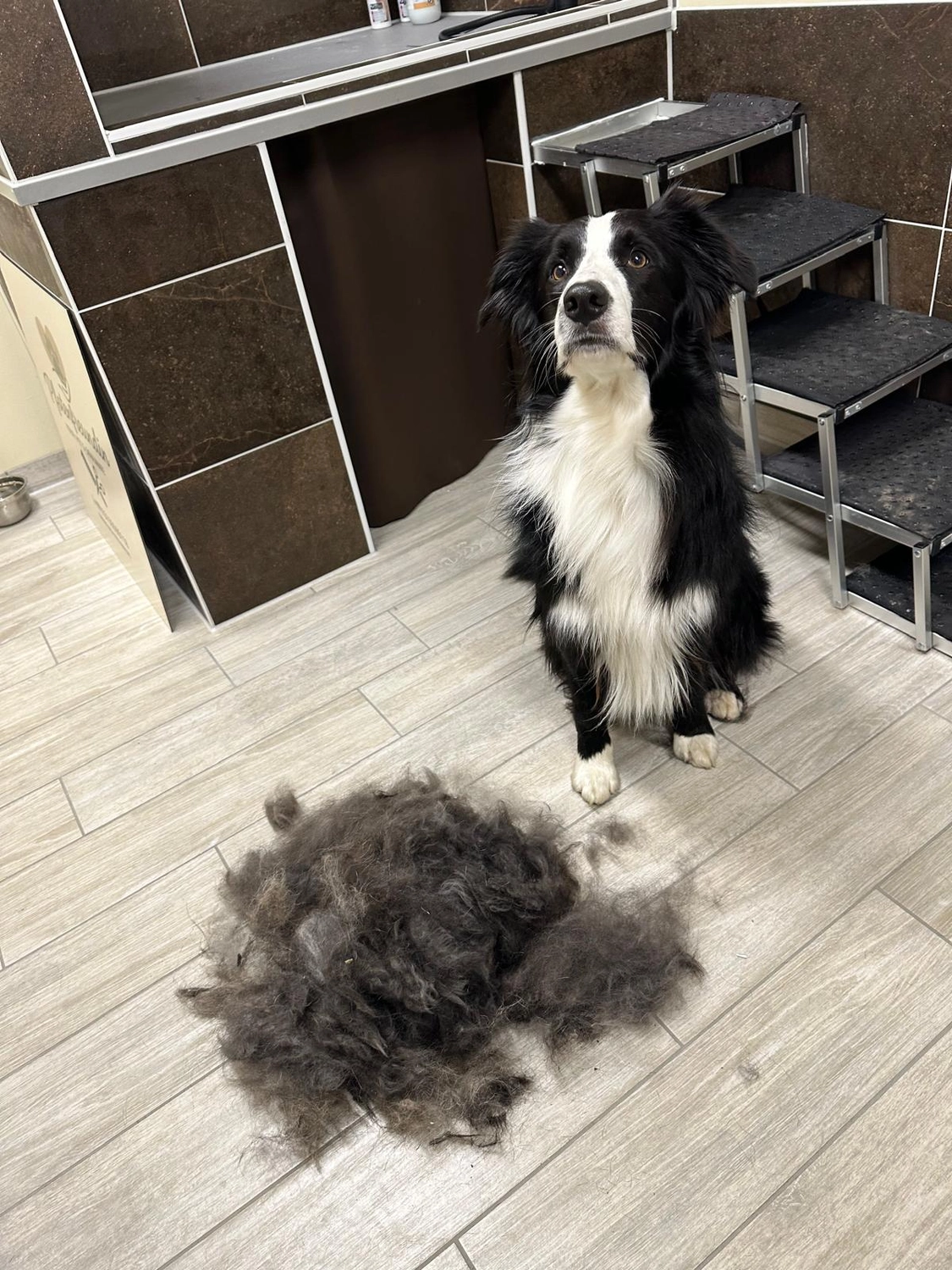 Pfotenfreundin - Hundesalon - Hund