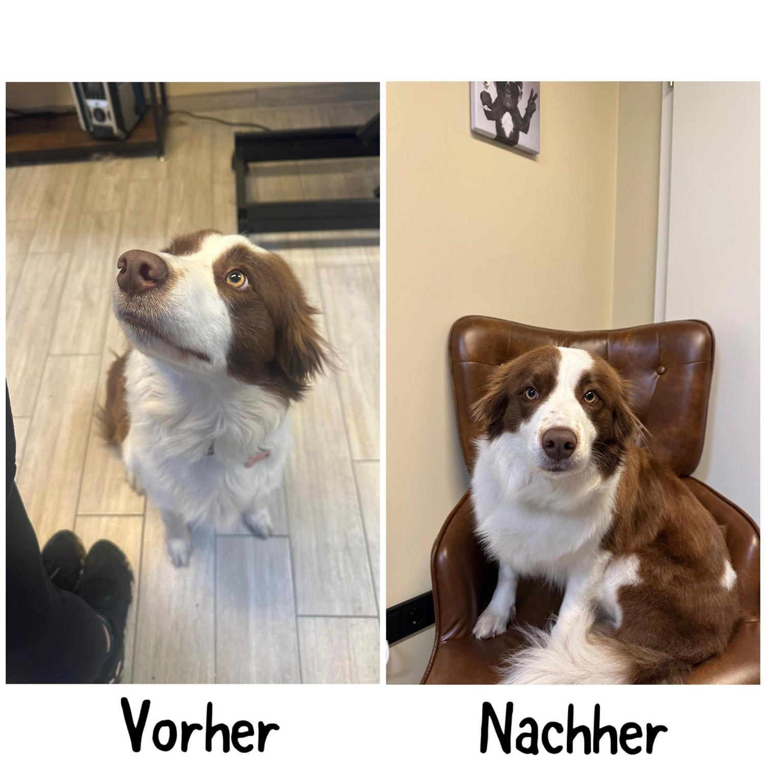 Pfotenfreundin - Hundesalon - Hund