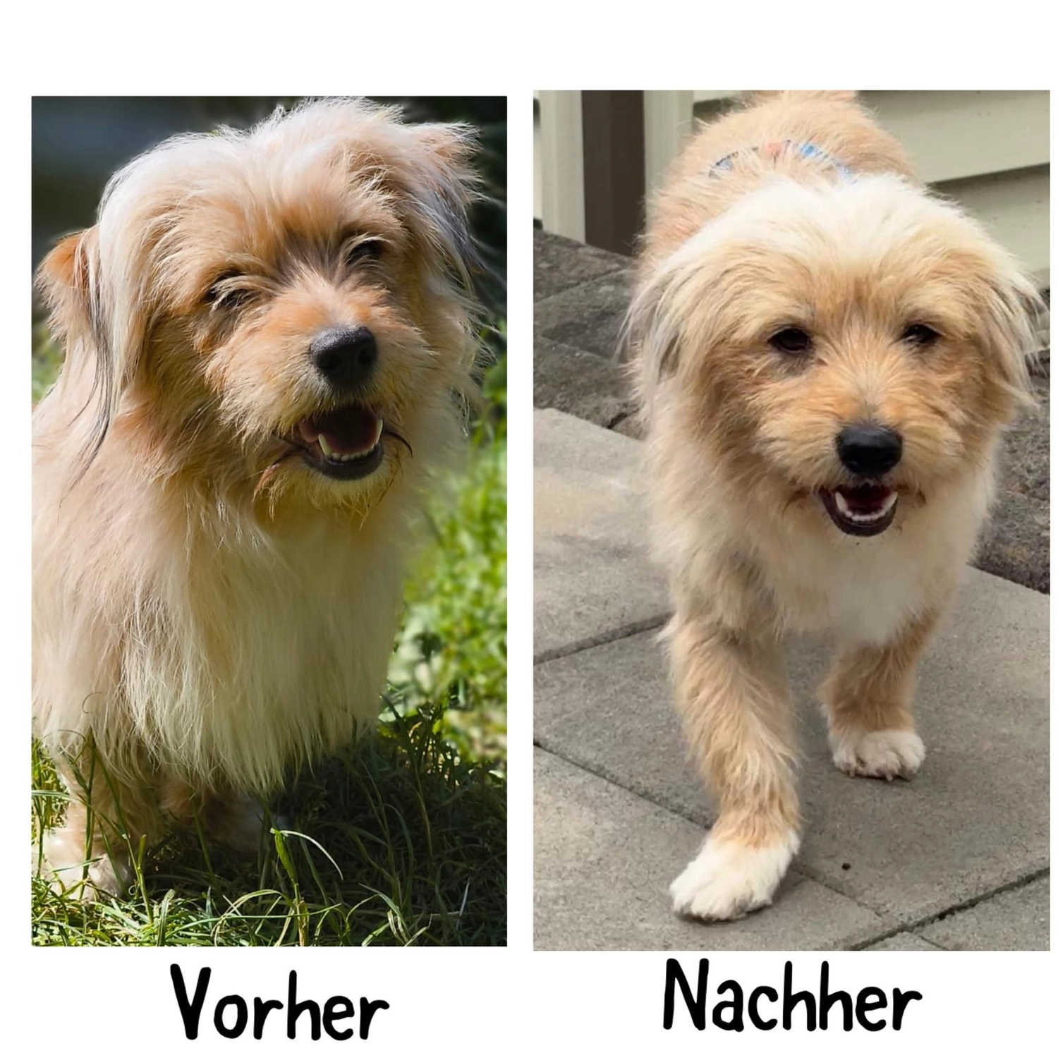 Pfotenfreundin - Hundesalon - Vorher- und Nachher-Bild der Pflege