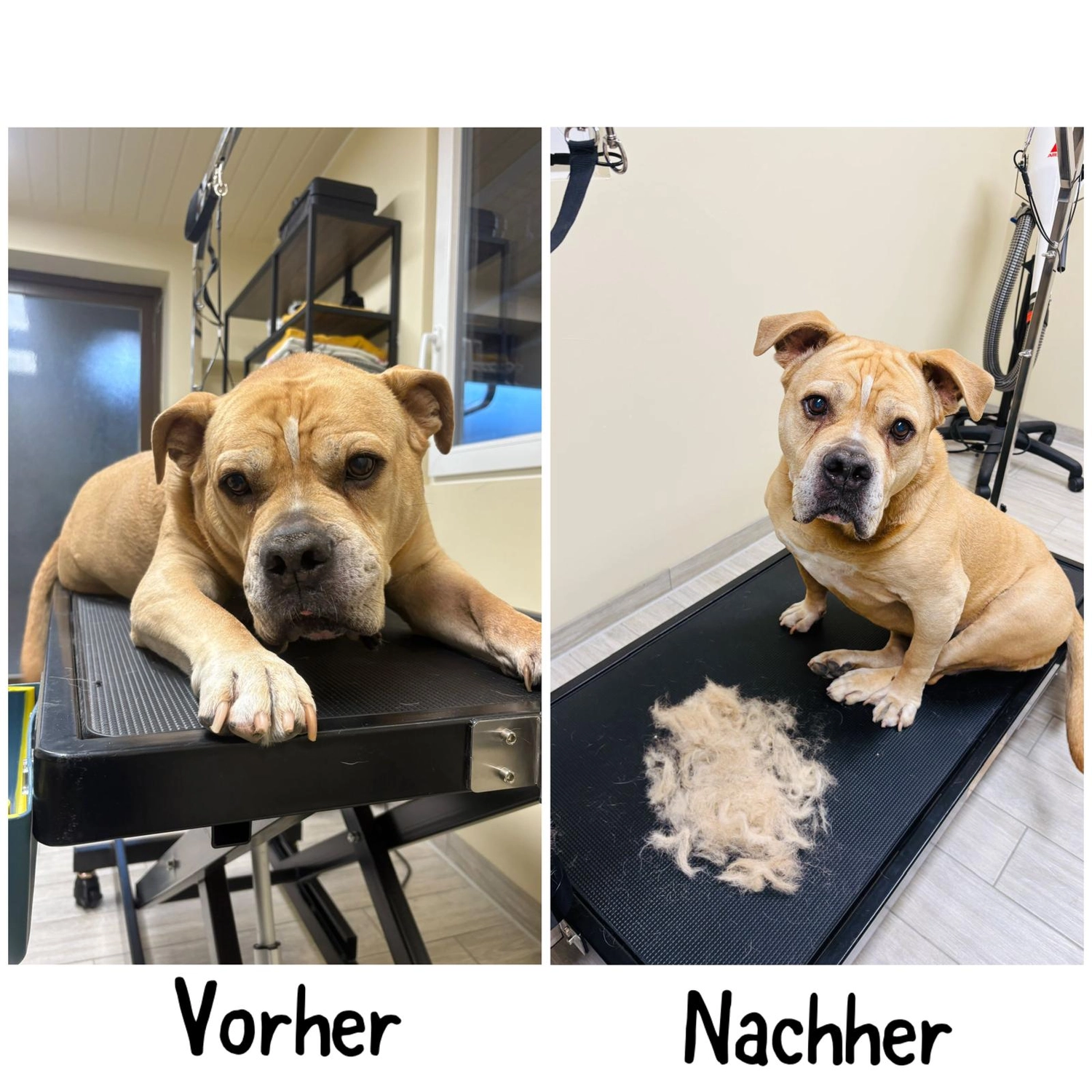 Pfotenfreundin - Hundesalon - Vorher- und Nachher-Bild der Pflege