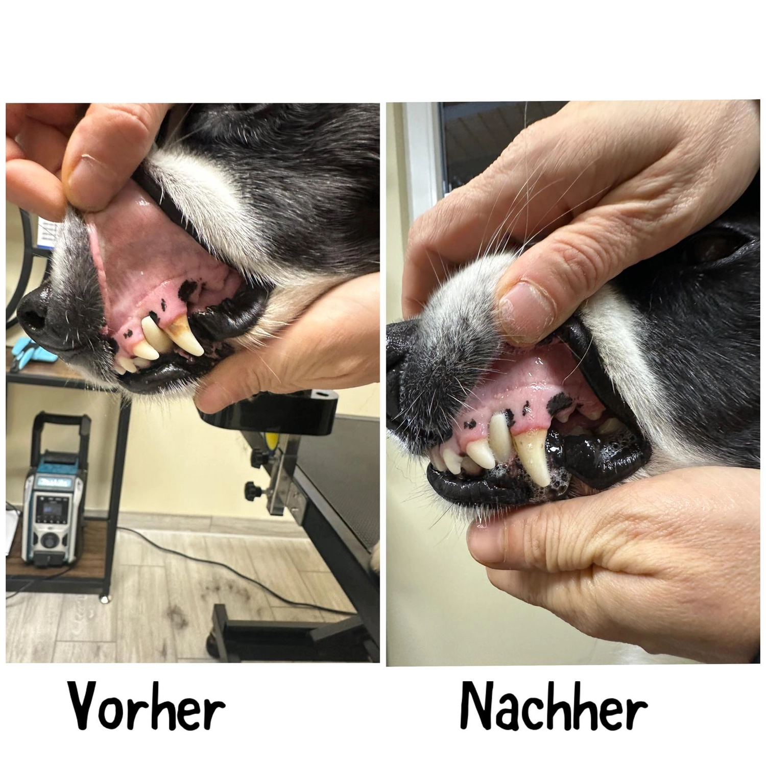 Pfotenfreundin - Hundesalon - Vorher- und Nachher-Bild der Pflege