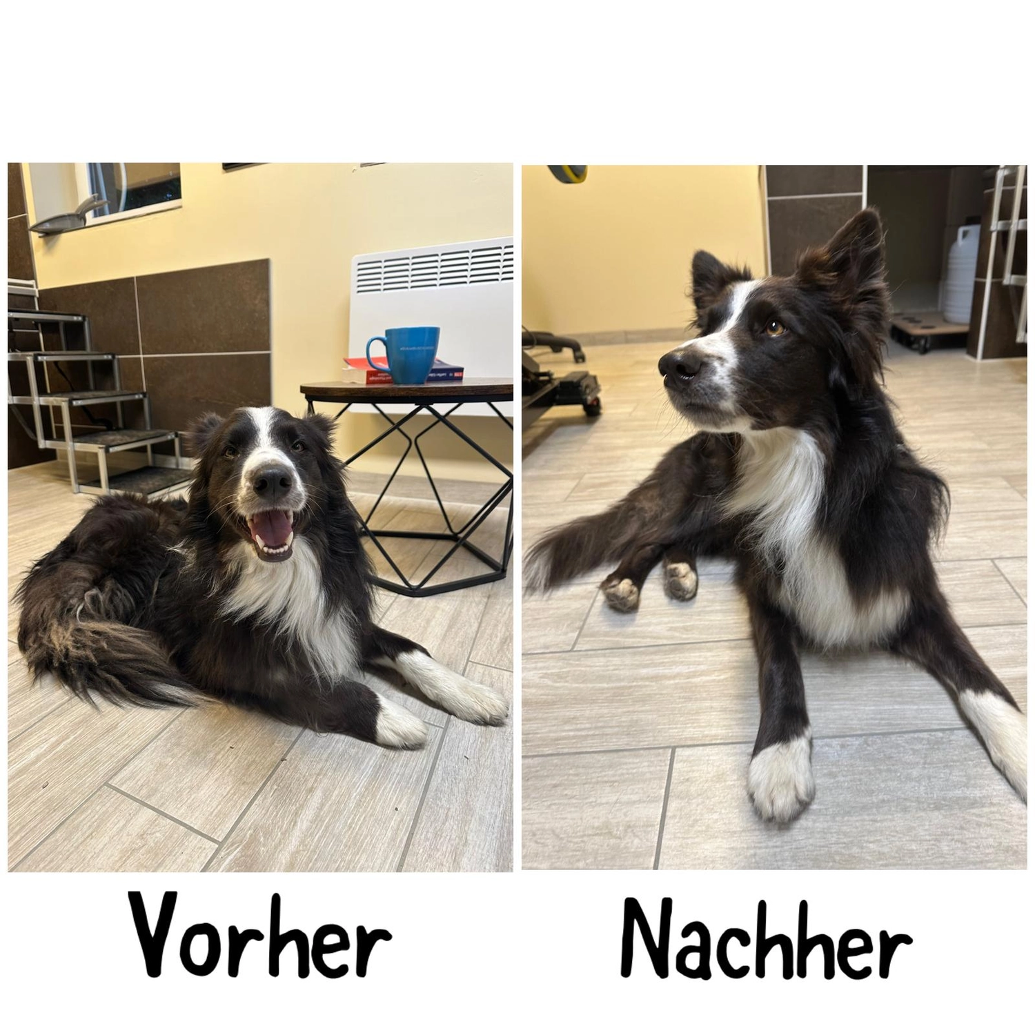 Pfotenfreundin - Hundesalon - Vorher- und Nachher-Bild der Pflege