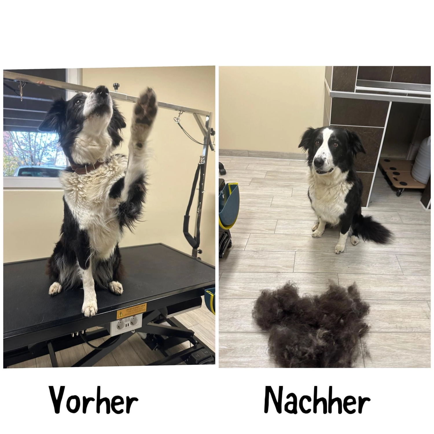 Pfotenfreundin - Hundesalon - Vorher- und Nachher-Bild der Pflege