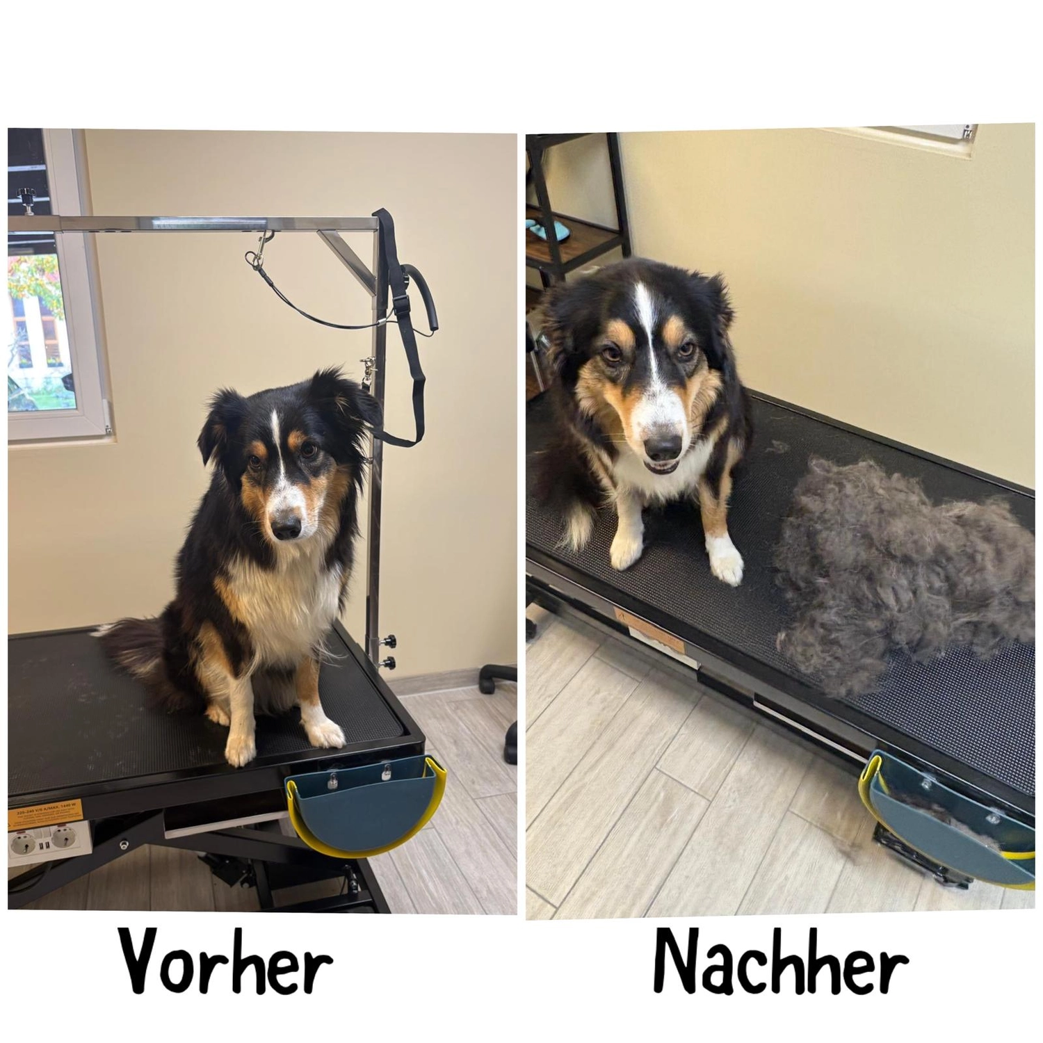 Pfotenfreundin - Hundesalon - Vorher- und Nachher-Bild der Pflege