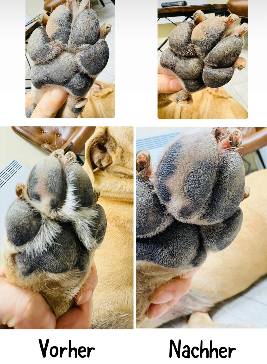 Pfotenfreundin - Hundesalon - Vorher- und Nachher-Bild der Pflege