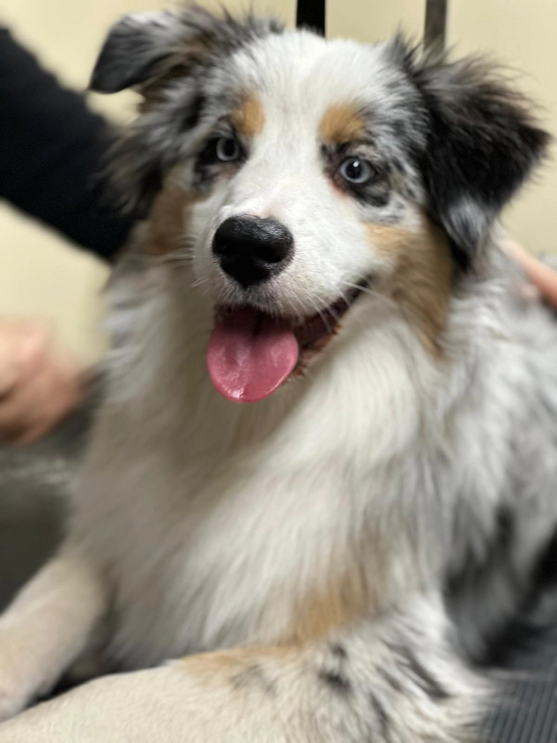Pfotenfreundin - Hundesalon - Hund